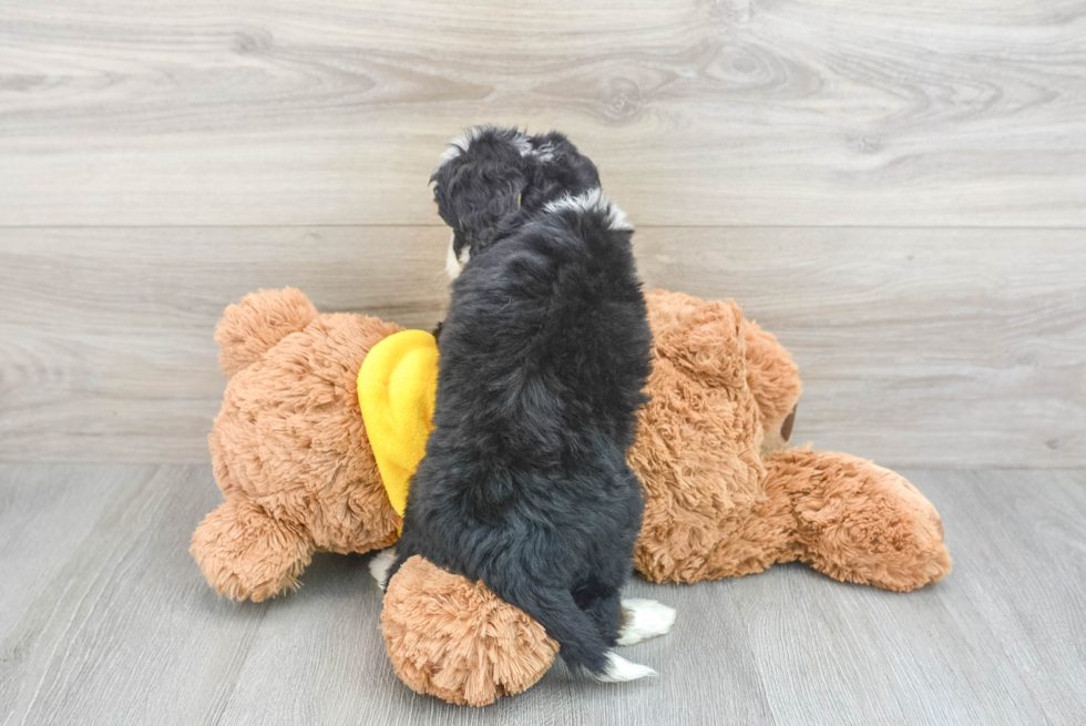 Petite Mini Bernedoodle Poodle Mix Pup