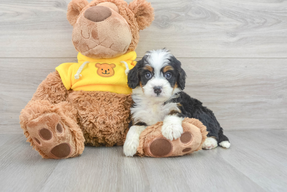 Mini Bernedoodle Puppy for Adoption