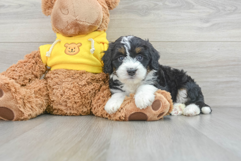 Happy Mini Bernedoodle Baby
