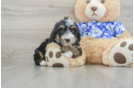 Funny Mini Bernedoodle Poodle Mix Pup