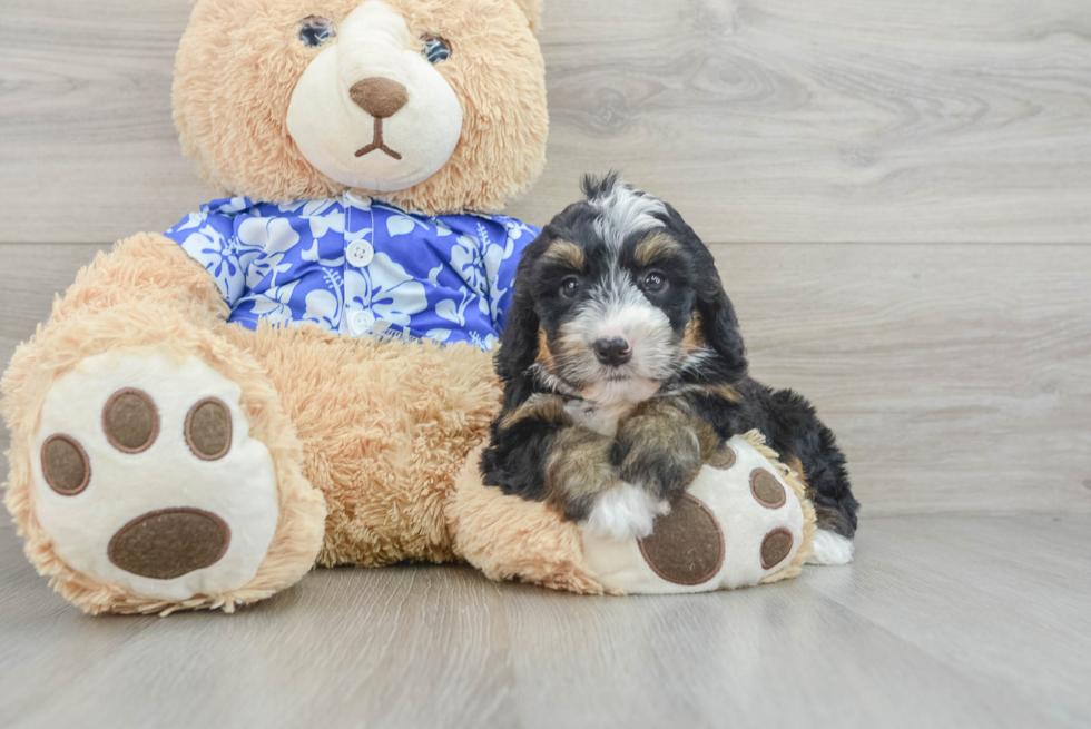 Friendly Mini Bernedoodle Baby