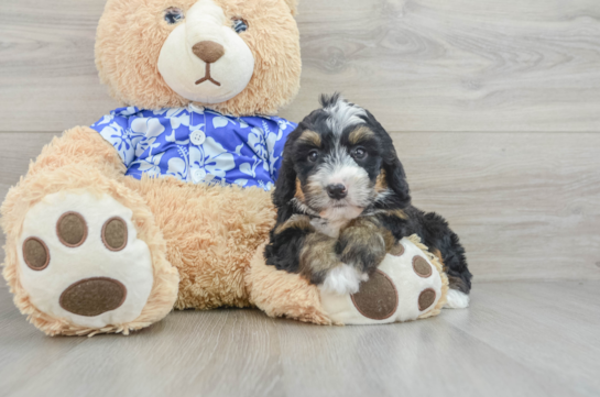 Friendly Mini Bernedoodle Baby