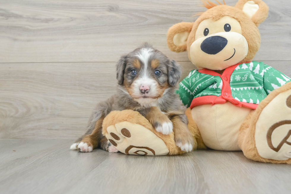 Petite Mini Bernedoodle Poodle Mix Pup