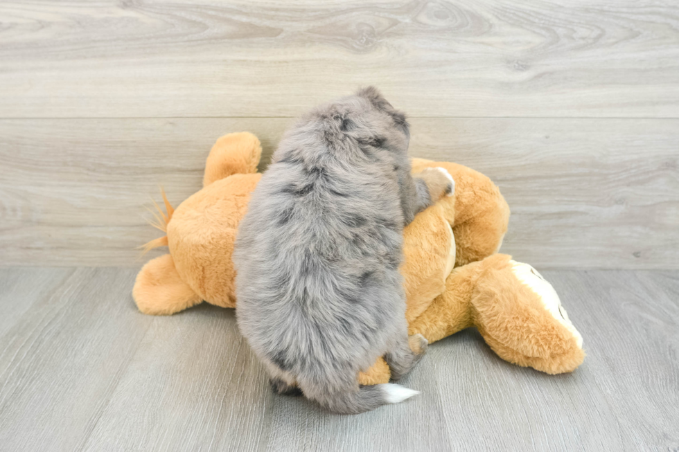 Popular Mini Bernedoodle Poodle Mix Pup