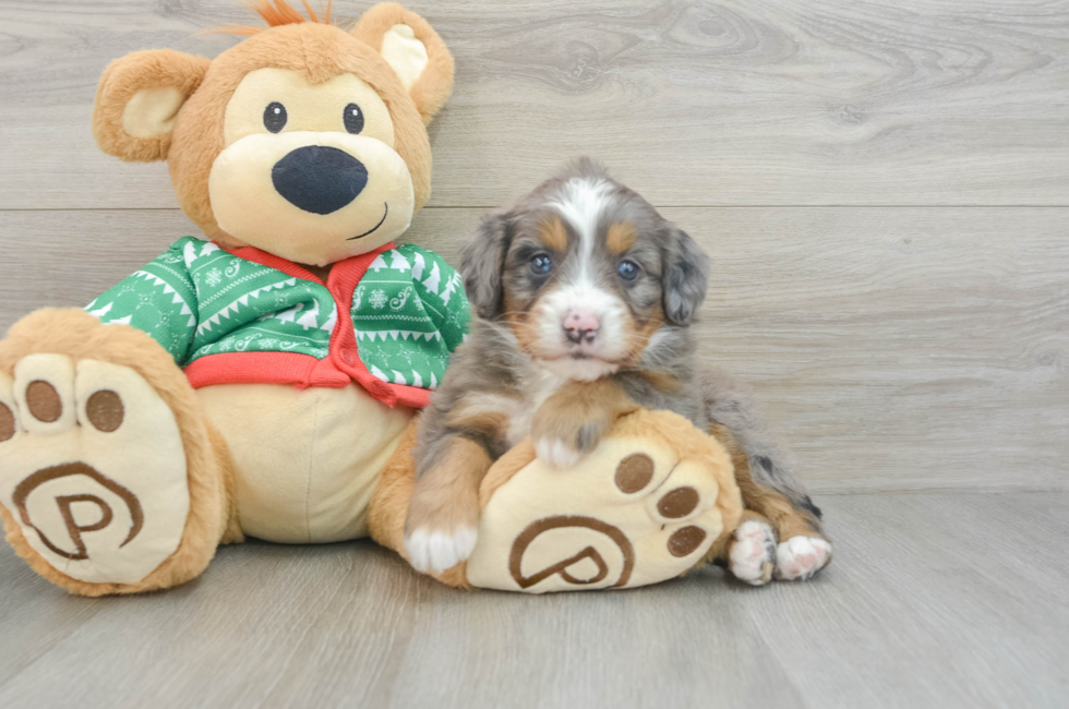 4 week old Mini Bernedoodle Puppy For Sale - Premier Pups