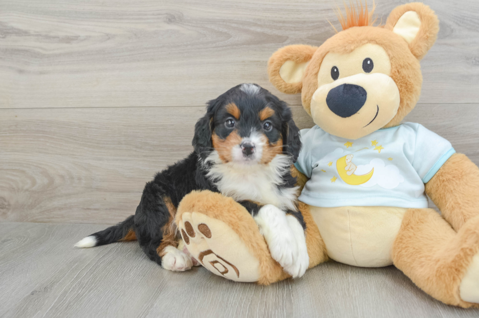 6 week old Mini Bernedoodle Puppy For Sale - Premier Pups