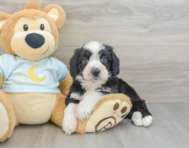 8 week old Mini Bernedoodle Puppy For Sale - Premier Pups