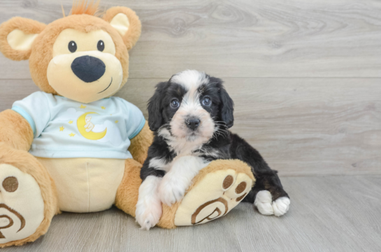 Mini Bernedoodle Pup Being Cute