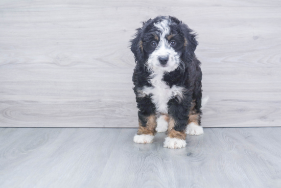 Best Mini Bernedoodle Baby