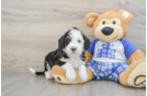 Mini Bernedoodle Puppy for Adoption