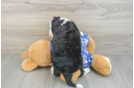 Fluffy Mini Bernedoodle Poodle Mix Pup