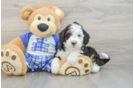 Best Mini Bernedoodle Baby