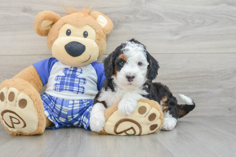 5 week old Mini Bernedoodle Puppy For Sale - Premier Pups