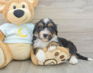 7 week old Mini Bernedoodle Puppy For Sale - Premier Pups