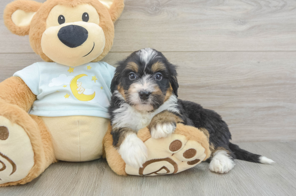 5 week old Mini Bernedoodle Puppy For Sale - Premier Pups