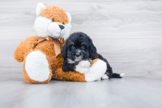 Happy Mini Bernedoodle Baby