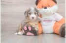 Mini Bernedoodle Pup Being Cute
