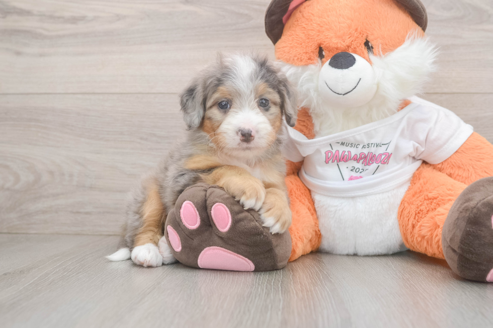 Mini Bernedoodle Pup Being Cute