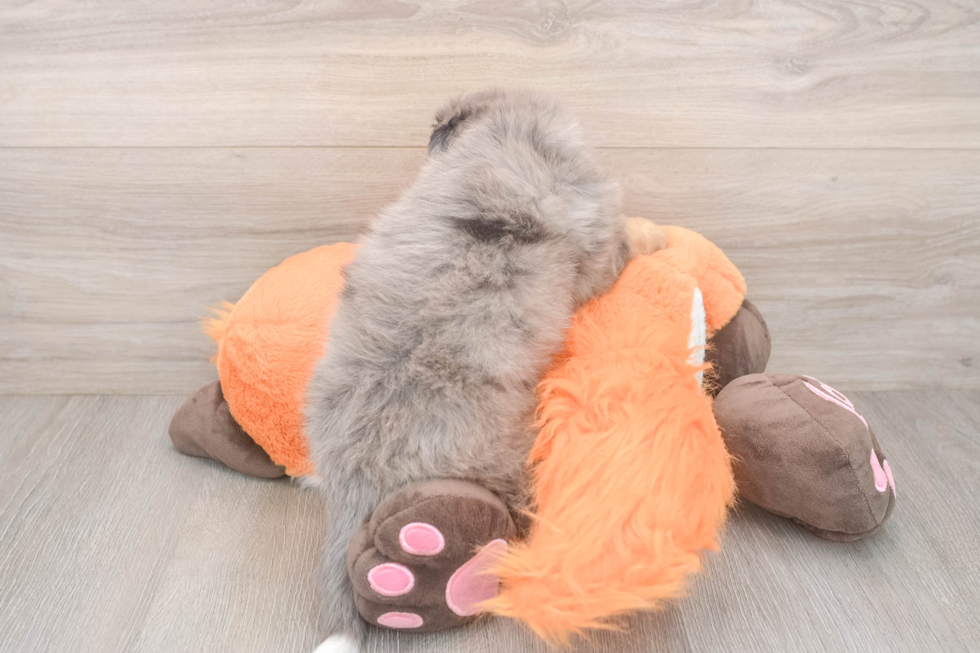 Best Mini Bernedoodle Baby