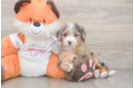 Cute Mini Bernedoodle Baby