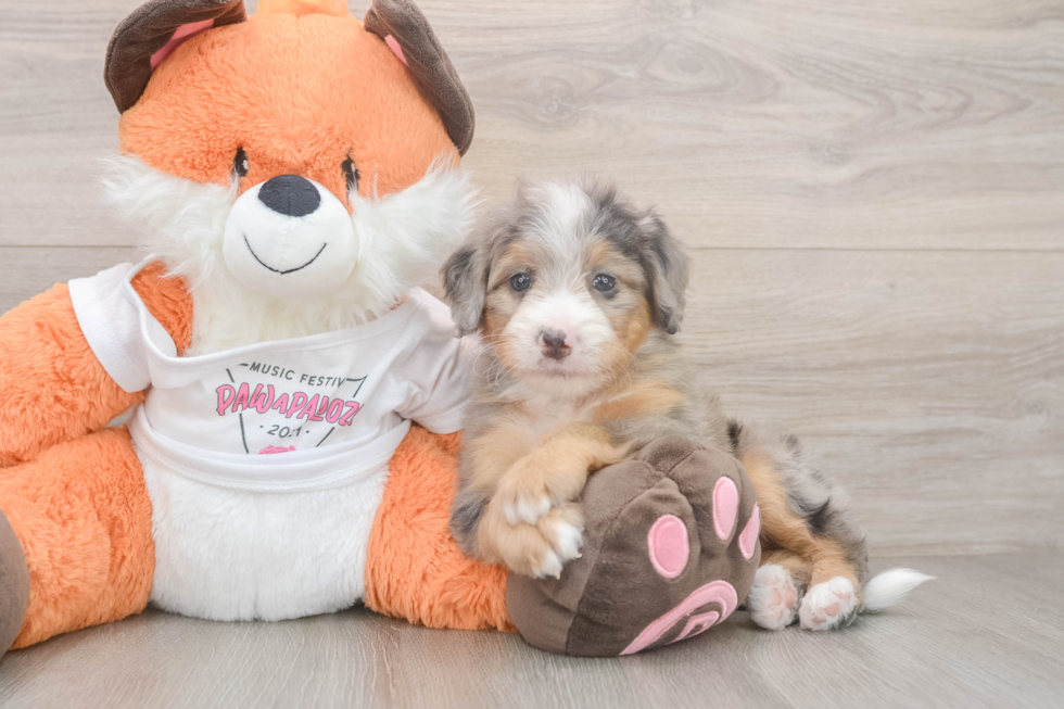 Cute Mini Bernedoodle Baby
