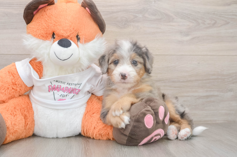 5 week old Mini Bernedoodle Puppy For Sale - Premier Pups