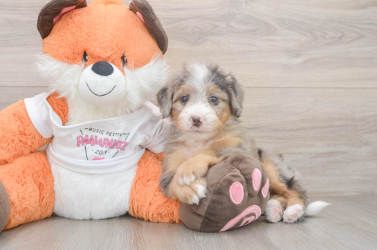 Cute Mini Bernedoodle Baby