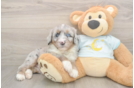 Fluffy Mini Bernedoodle Poodle Mix Pup