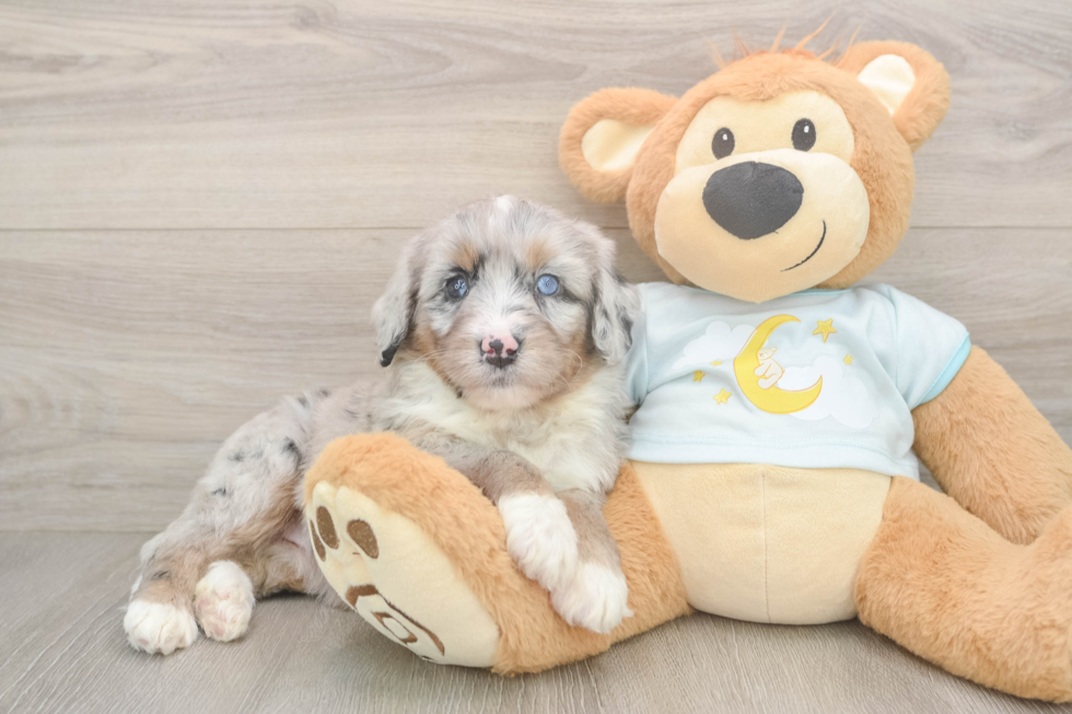 Fluffy Mini Bernedoodle Poodle Mix Pup