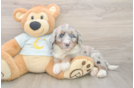 Hypoallergenic Mini Berniedoodle Poodle Mix Puppy
