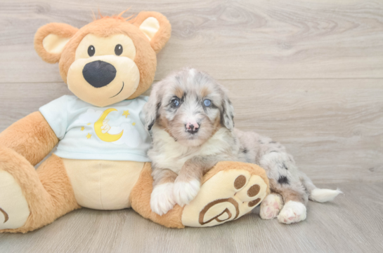 Hypoallergenic Mini Berniedoodle Poodle Mix Puppy