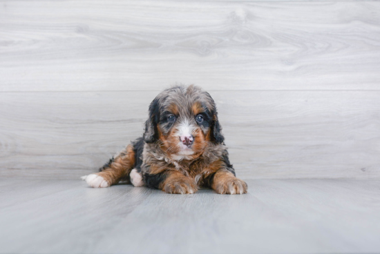 Playful Mini Berniedoodle Poodle Mix Puppy