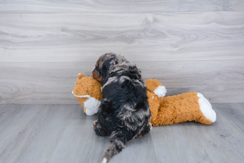 Sweet Mini Bernedoodle Baby