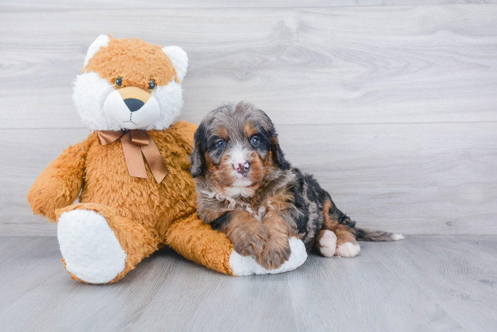 Best Mini Bernedoodle Baby