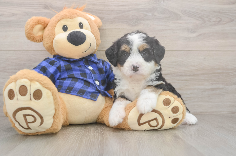 5 week old Mini Bernedoodle Puppy For Sale - Premier Pups
