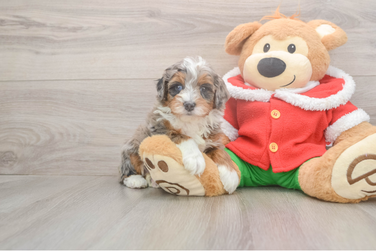 Funny Mini Bernedoodle Poodle Mix Pup