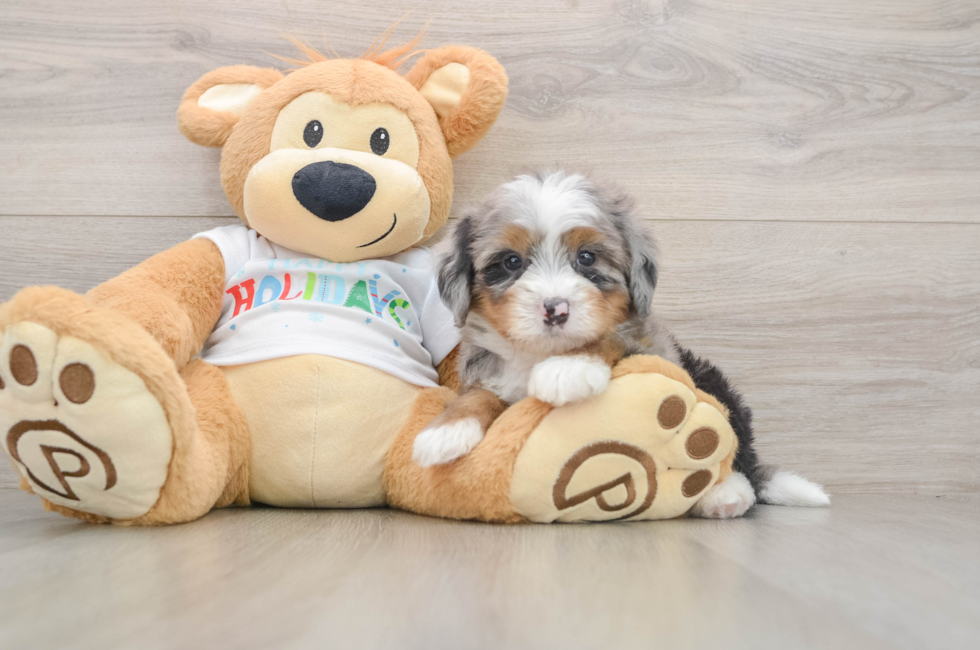 5 week old Mini Bernedoodle Puppy For Sale - Premier Pups
