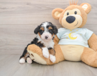 6 week old Mini Bernedoodle Puppy For Sale - Premier Pups