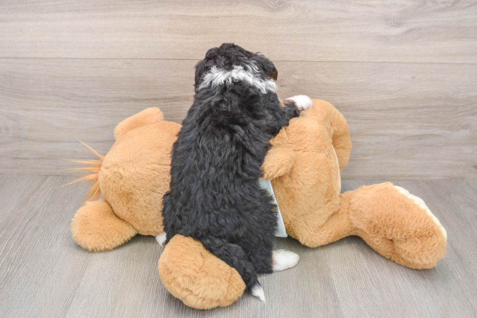 Petite Mini Bernedoodle Poodle Mix Pup