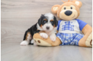 Funny Mini Bernedoodle Poodle Mix Pup