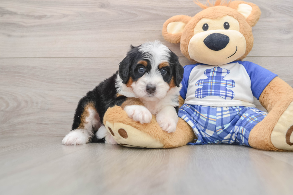 Funny Mini Bernedoodle Poodle Mix Pup