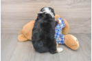 Hypoallergenic Mini Berniedoodle Poodle Mix Puppy