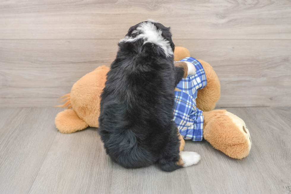 Hypoallergenic Mini Berniedoodle Poodle Mix Puppy