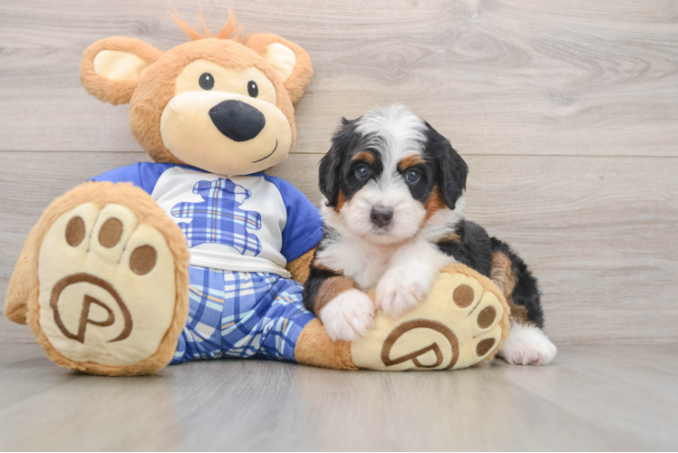 Best Mini Bernedoodle Baby