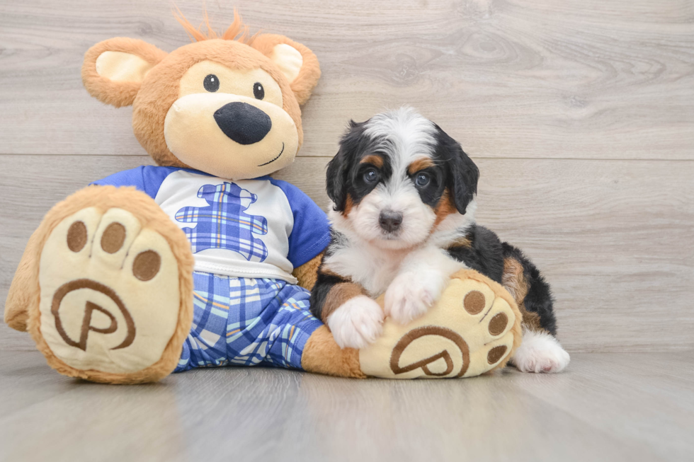 Best Mini Bernedoodle Baby