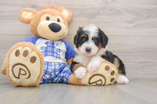 Best Mini Bernedoodle Baby