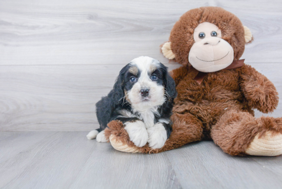 Best Mini Bernedoodle Baby