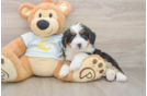 Best Mini Bernedoodle Baby