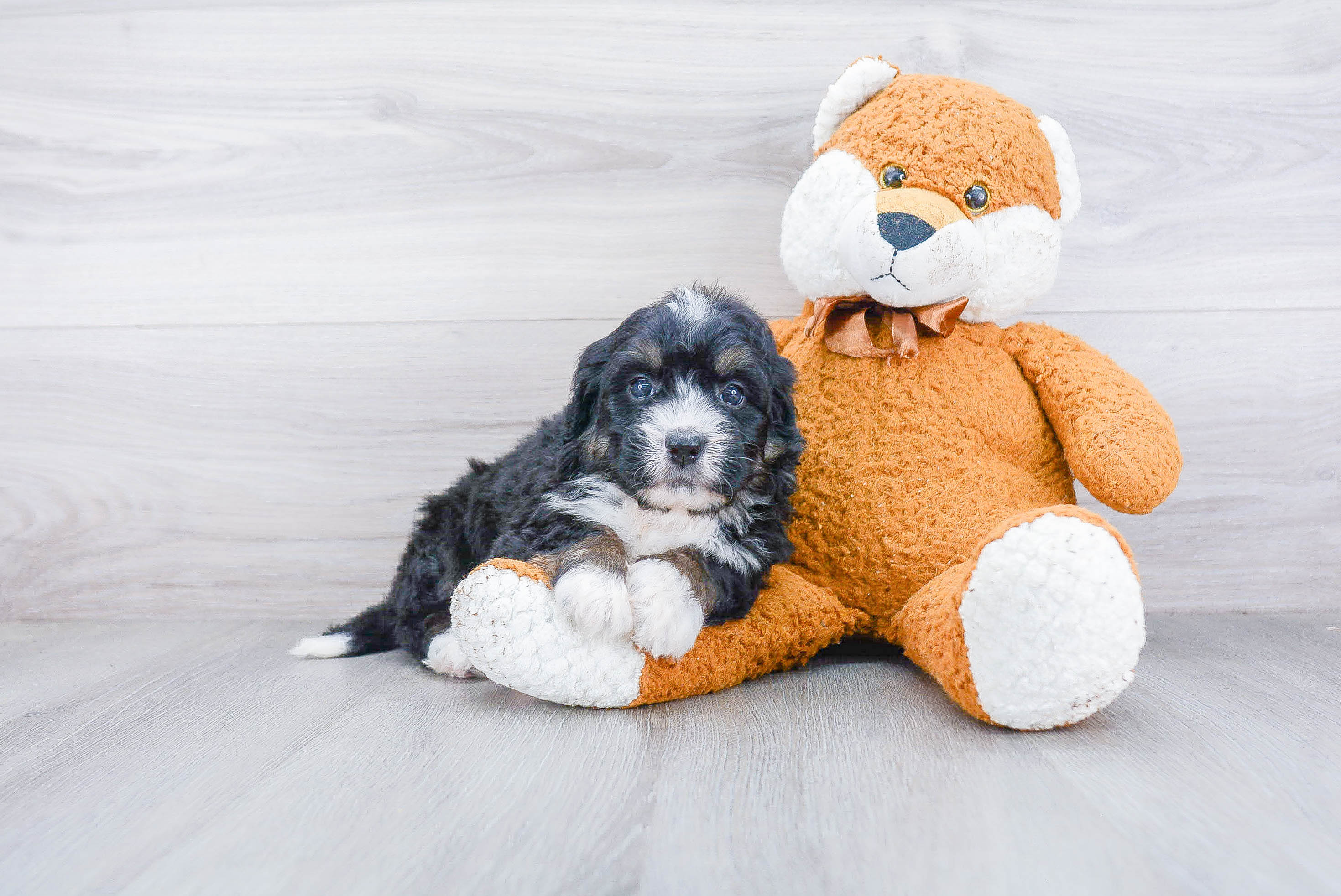 Petite Mini Bernedoodle Poodle Mix Pup
