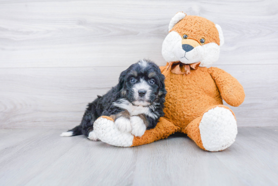 Petite Mini Bernedoodle Poodle Mix Pup